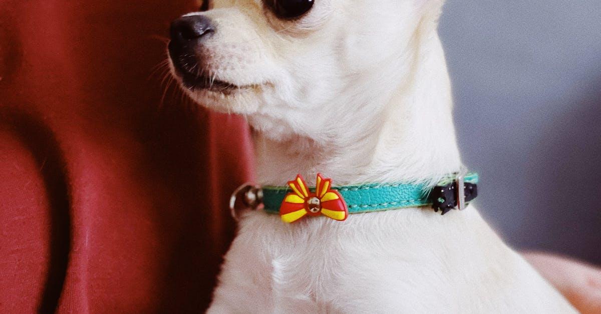 Derfor er en Chihuahua en god hunderace for dig